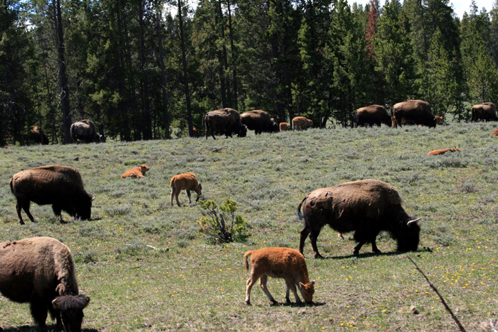 Bison with young