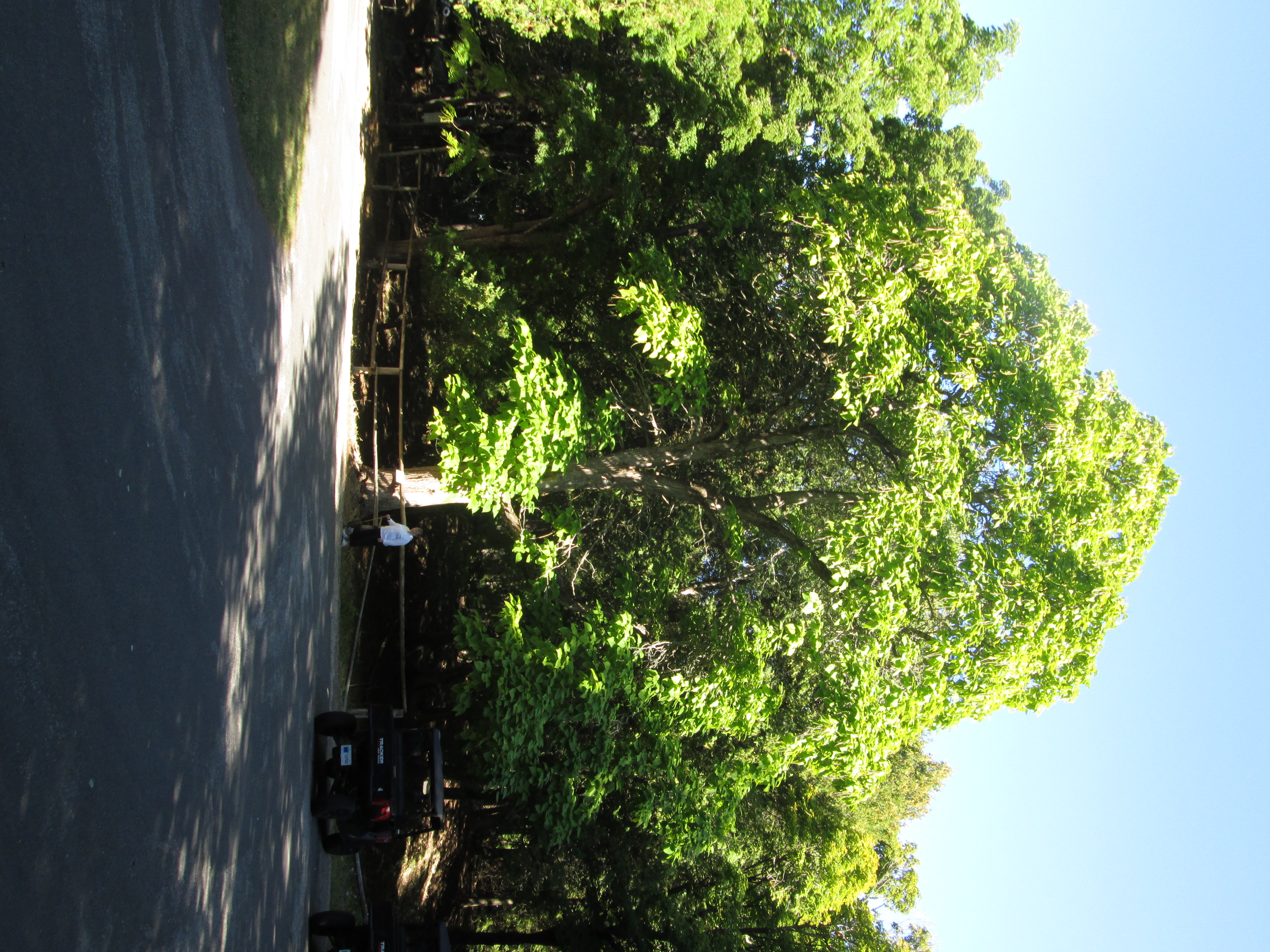 Flowering Catalpa Tree