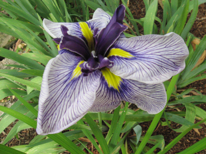 Iris flowers by our pond
