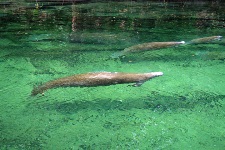 Manatees