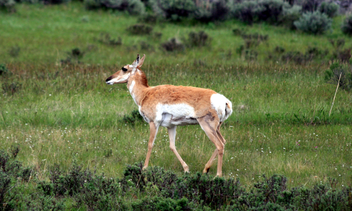 Pronghorn