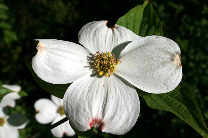 A single Dogwood flower