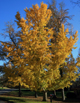 Ginkgo Tree