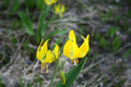 Glacier Lily