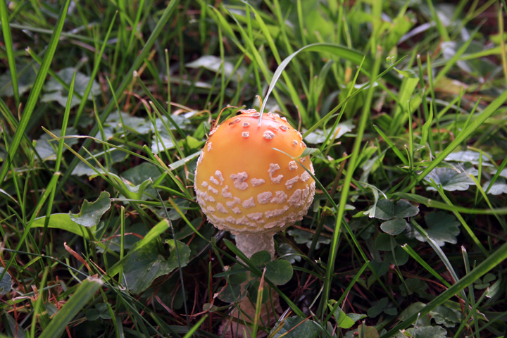 A pear shaped toad stool