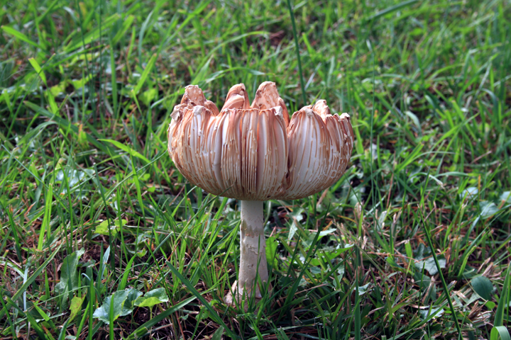 An inverted toad stool